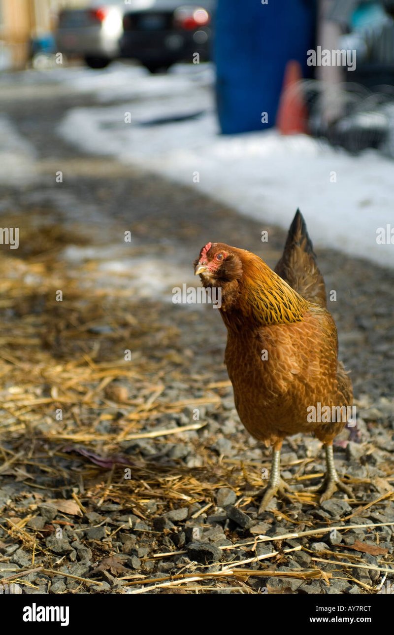 Explore juego chicken road